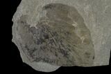 Pennsylvanian Fossil Fern (Neuropteris) Plate - Kentucky #137716-3